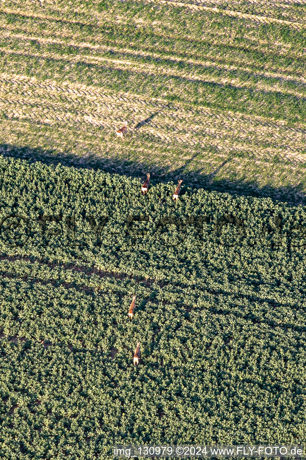 Aerial view of Wild in the field in Niederlauterbach in the state Bas-Rhin, France