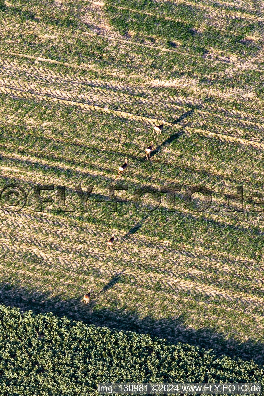 Aerial photograpy of Wild in the field in Niederlauterbach in the state Bas-Rhin, France