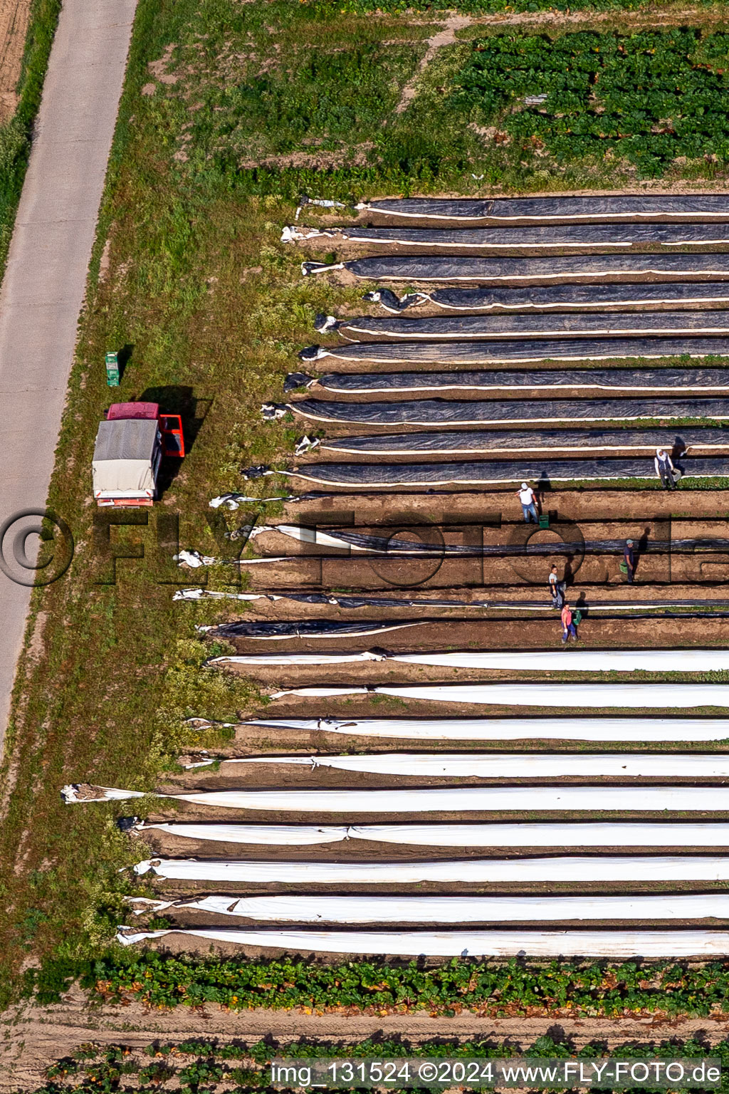 Asparagus harvest in the district Mühlhofen in Billigheim-Ingenheim in the state Rhineland-Palatinate, Germany