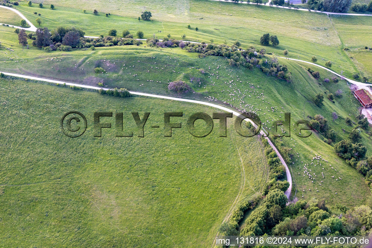 Flock of sheep in Hilzingen in the state Baden-Wuerttemberg, Germany