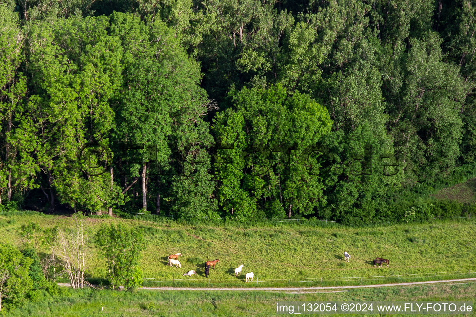 Horse paddock in the district Herdwangen in Herdwangen-Schönach in the state Baden-Wuerttemberg, Germany