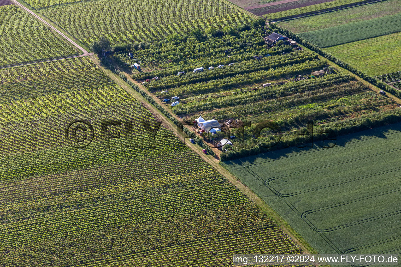 Orchard in the district Mühlhofen in Billigheim-Ingenheim in the state Rhineland-Palatinate, Germany