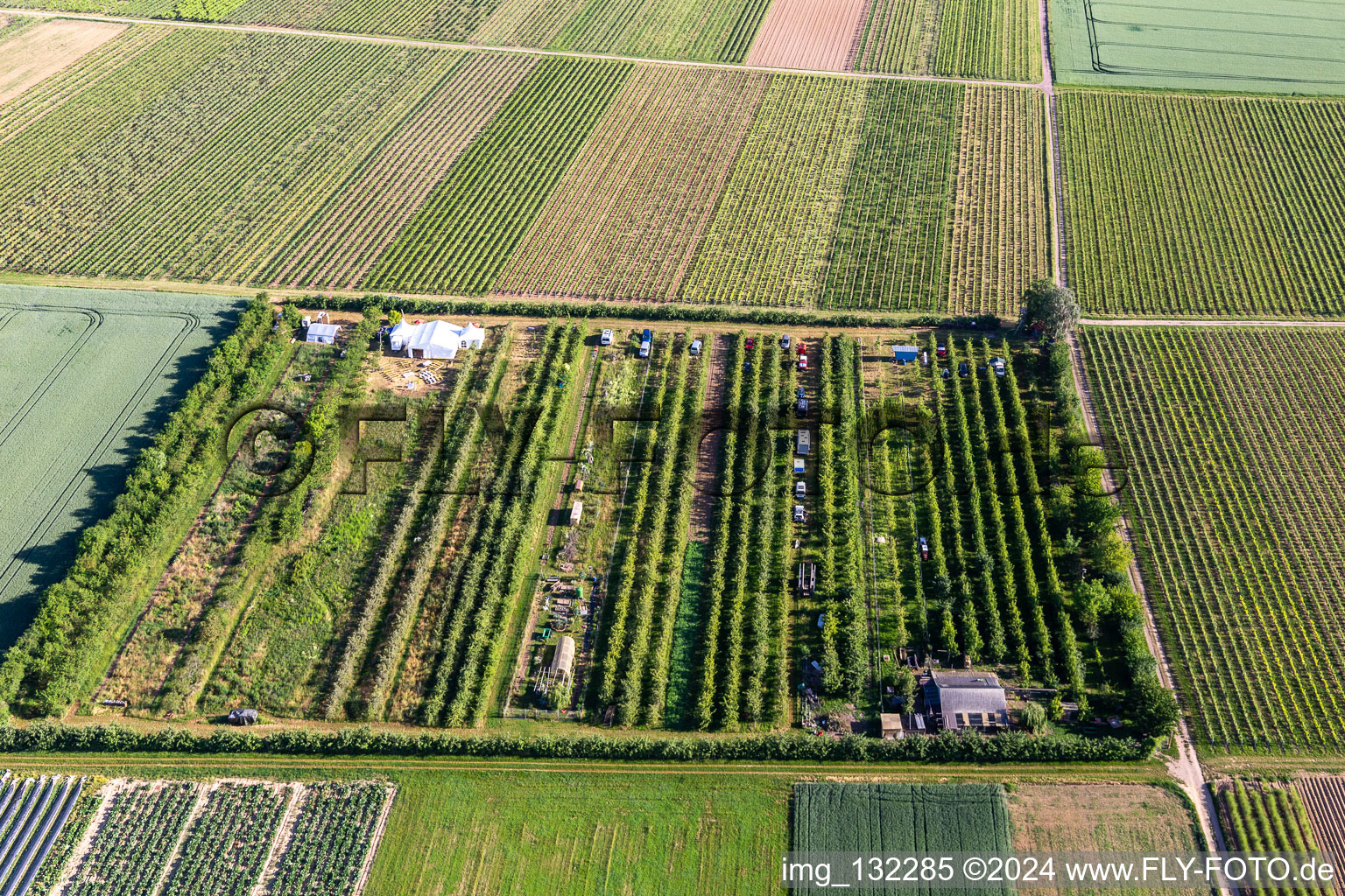 Aerial photograpy of Fruit plantation in the district Mühlhofen in Billigheim-Ingenheim in the state Rhineland-Palatinate, Germany