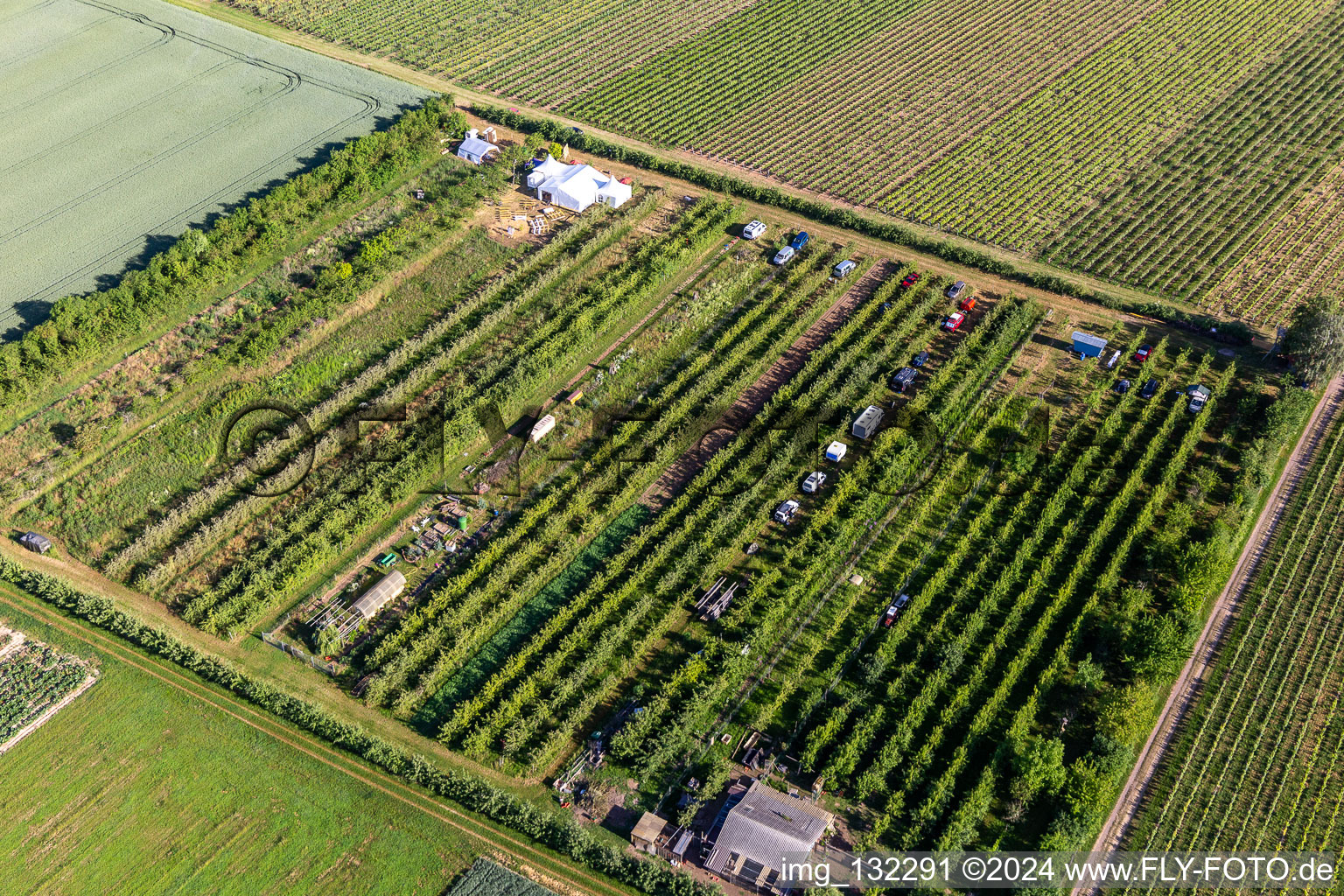 Oblique view of Fruit plantation in the district Mühlhofen in Billigheim-Ingenheim in the state Rhineland-Palatinate, Germany