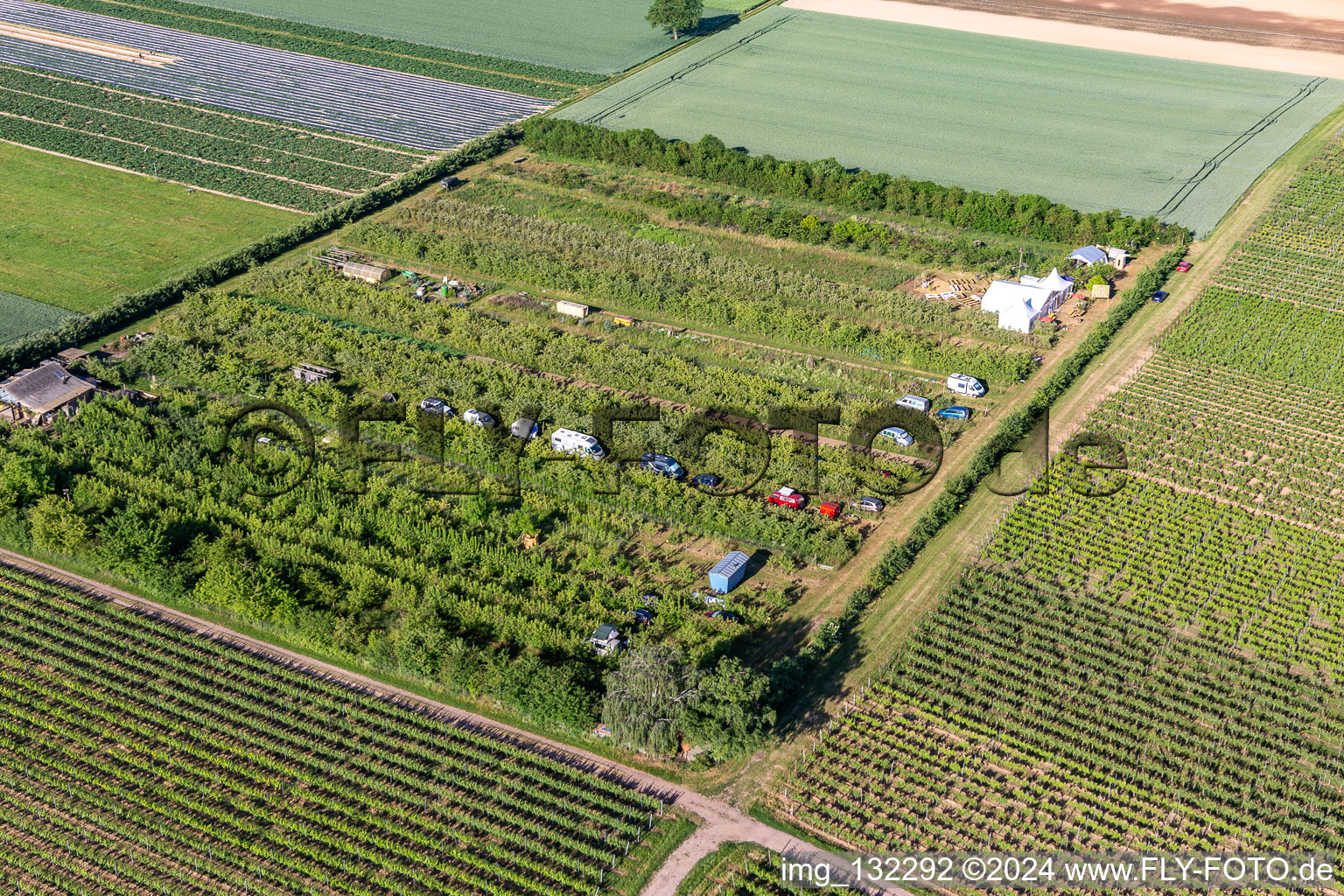 Fruit plantation in the district Mühlhofen in Billigheim-Ingenheim in the state Rhineland-Palatinate, Germany from above