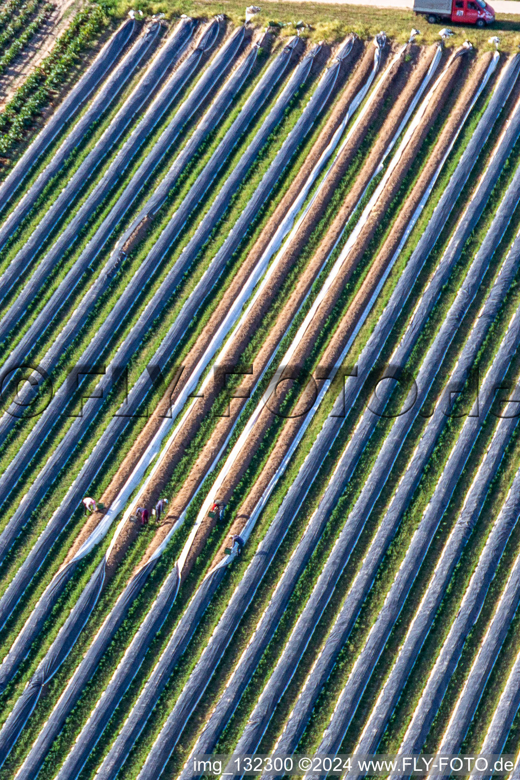 Aerial view of Asparagus harvest in the district Mühlhofen in Billigheim-Ingenheim in the state Rhineland-Palatinate, Germany