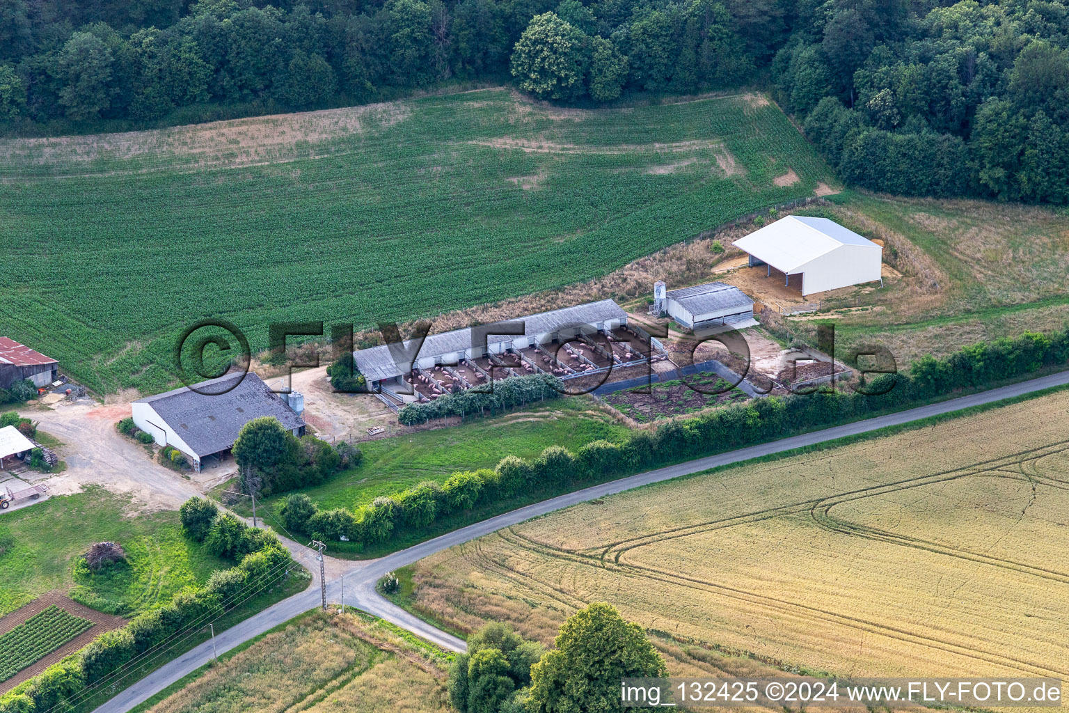 Cournon pig farm with free range in Saint-Michel-de-Chavaignes in the state Sarthe, France