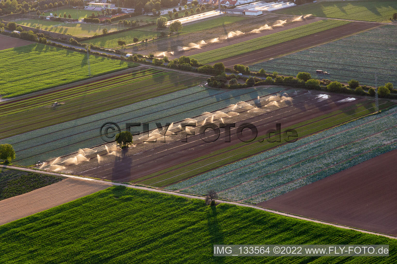 Irrigation of the vegetable fields in Lustadt in the state Rhineland-Palatinate, Germany