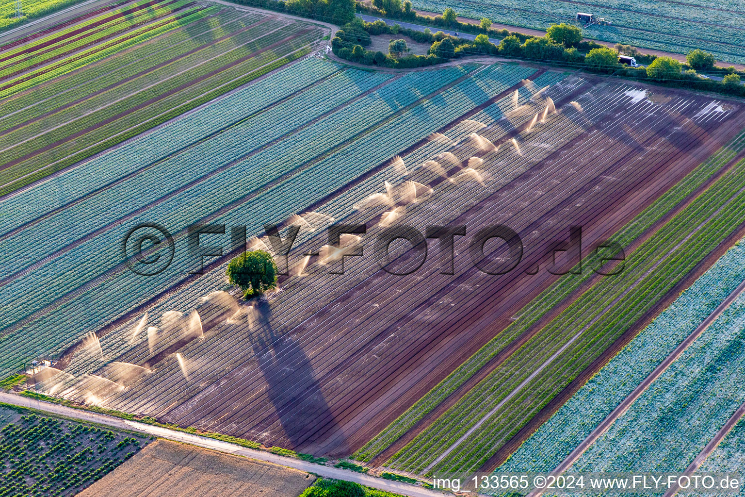 Irrigation of lettuce and vegetable fields/Palatinate in the district Niederlustadt in Lustadt in the state Rhineland-Palatinate, Germany