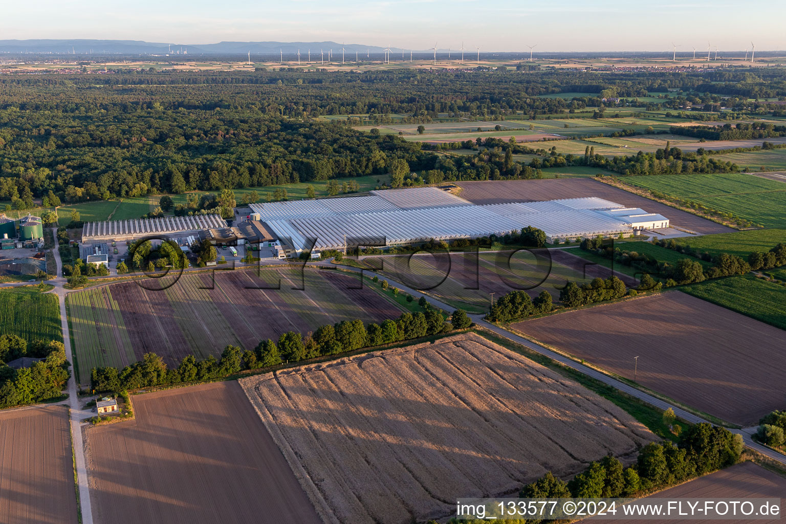 Aerial photograpy of Rudolf Sinn Young Plants GmbH & Co. KG in the district Niederlustadt in Lustadt in the state Rhineland-Palatinate, Germany