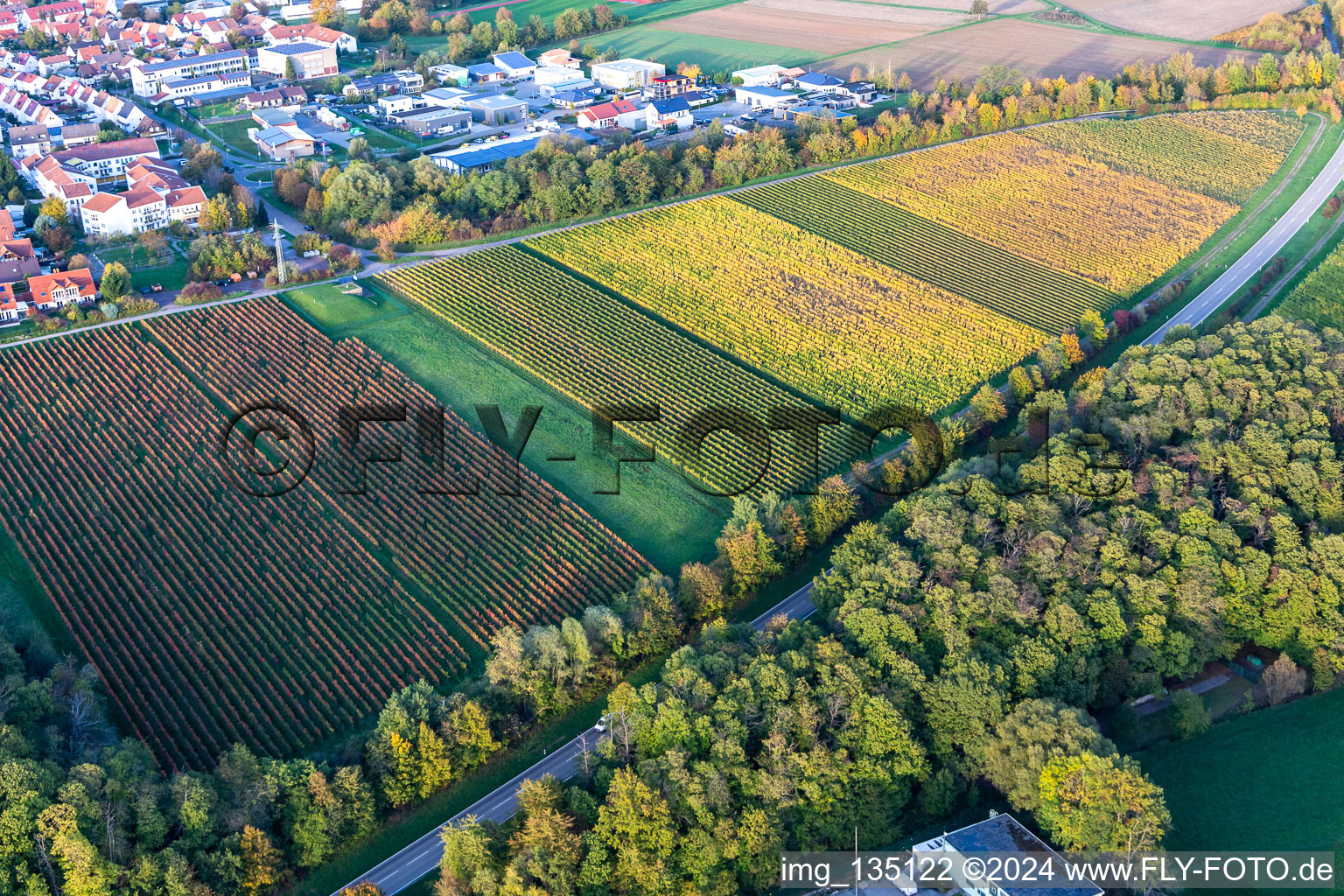 Grapevines in autumn colours in Bad Bergzabern in the state Rhineland-Palatinate, Germany