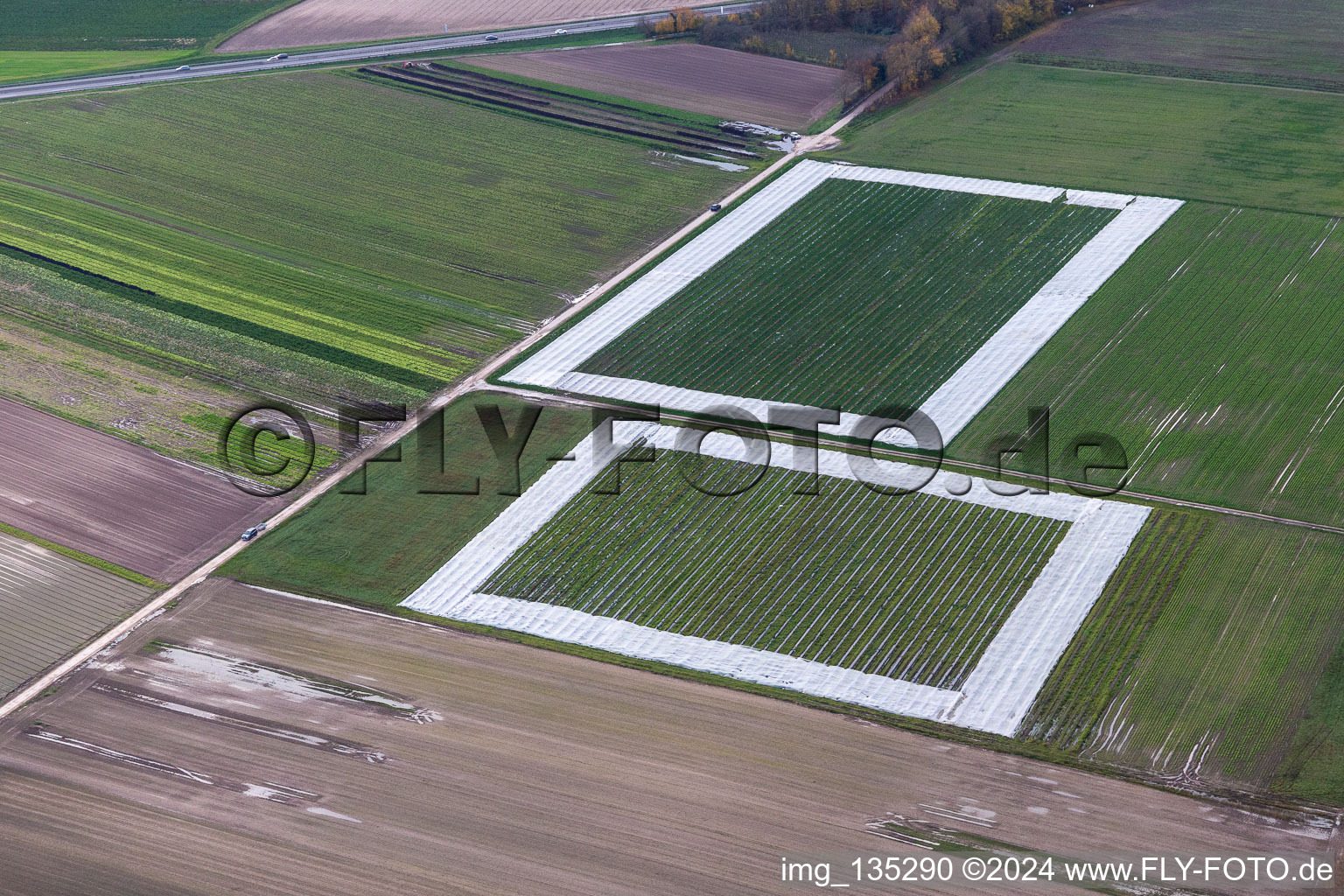 Salad fields with foil in the district Minderslachen in Kandel in the state Rhineland-Palatinate, Germany