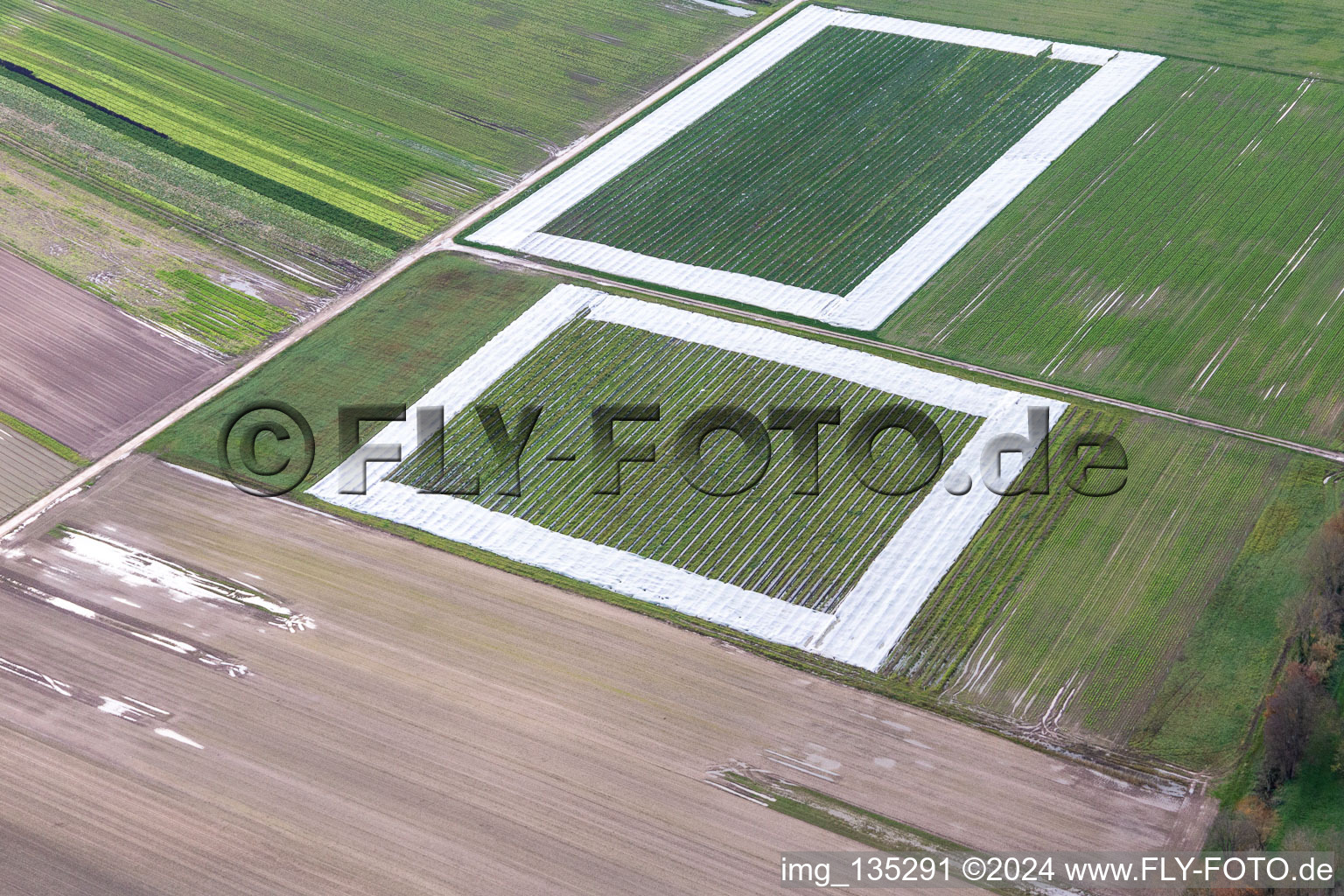 Aerial view of Salad fields with foil in the district Minderslachen in Kandel in the state Rhineland-Palatinate, Germany