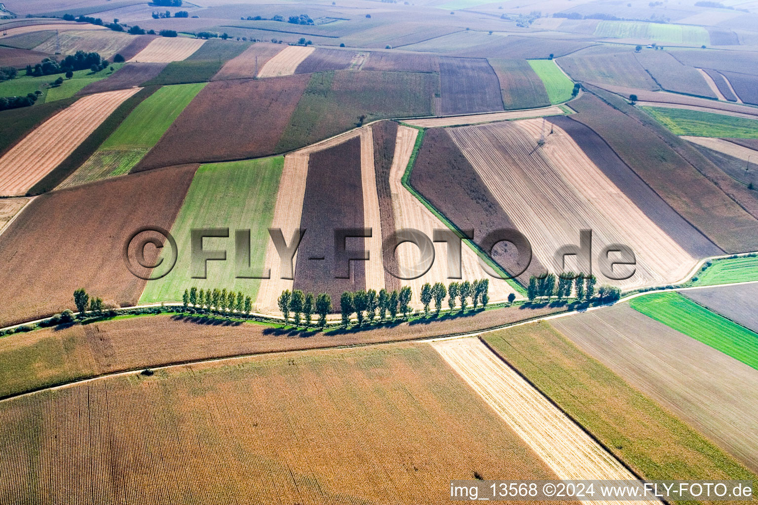 Row of trees on a country road on a field edge in Niederlauterbach in Grand Est, France