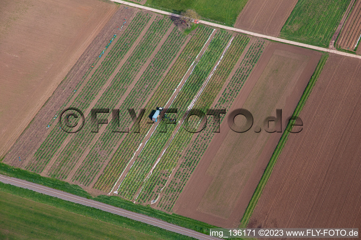 Rhubarb harvest in the district Mühlhofen in Billigheim-Ingenheim in the state Rhineland-Palatinate, Germany