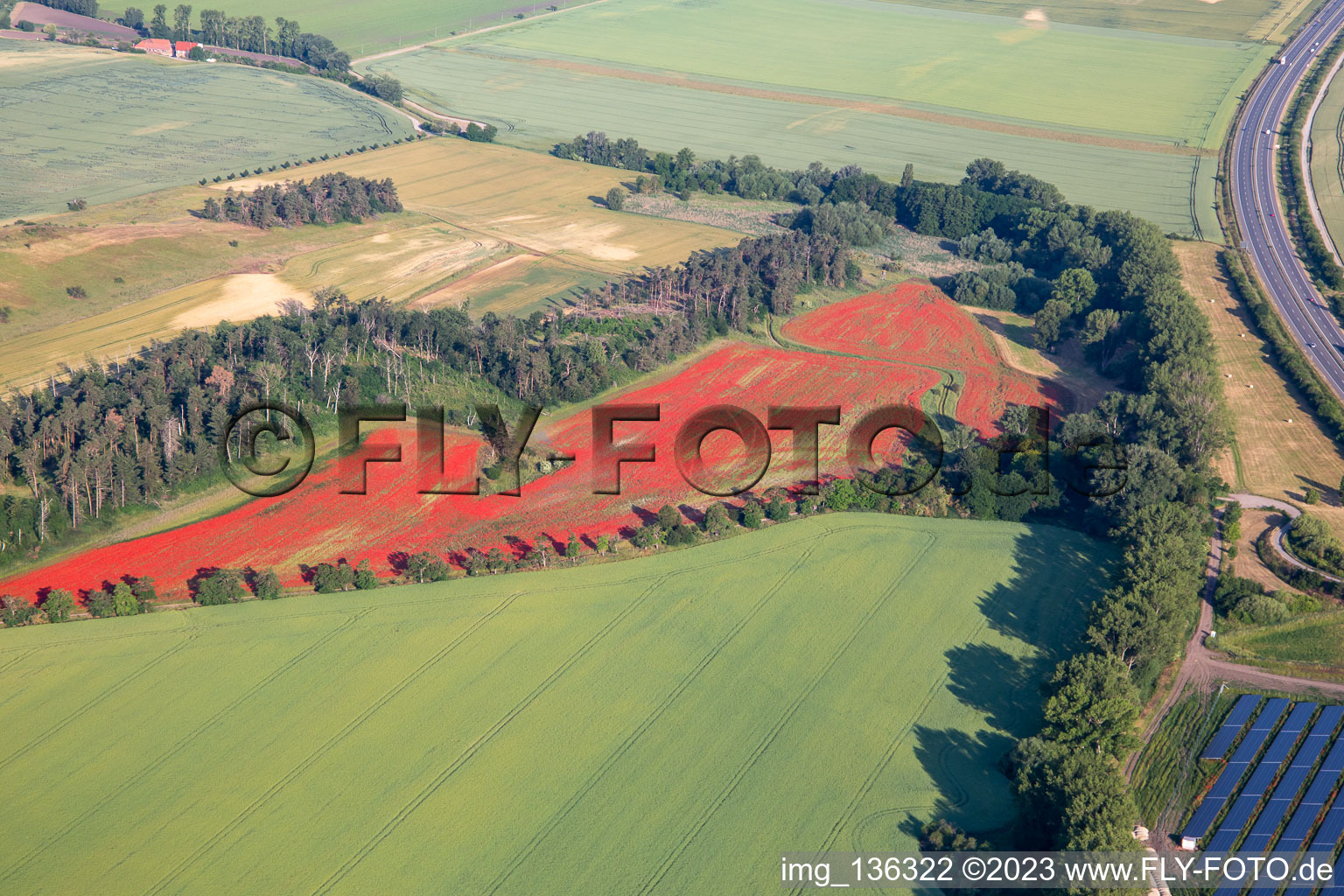 Aerial view of Corn poppy fields in the district Westerhausen in Thale in the state Saxony-Anhalt, Germany