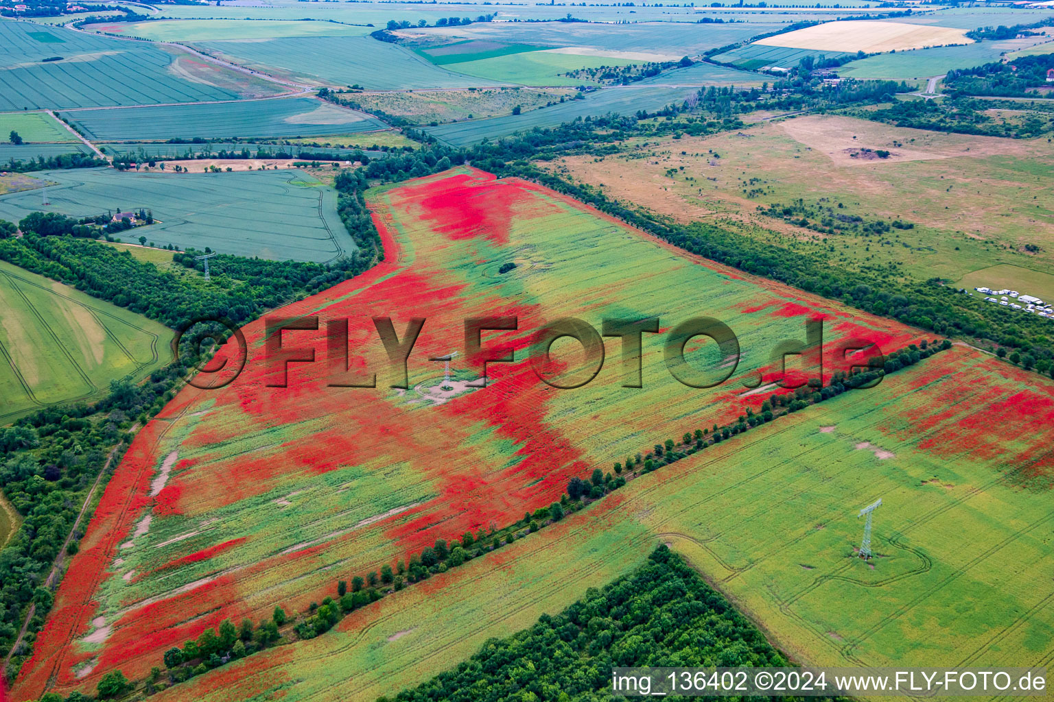 Poppies in cornfields in the district Gernrode in Quedlinburg in the state Saxony-Anhalt, Germany