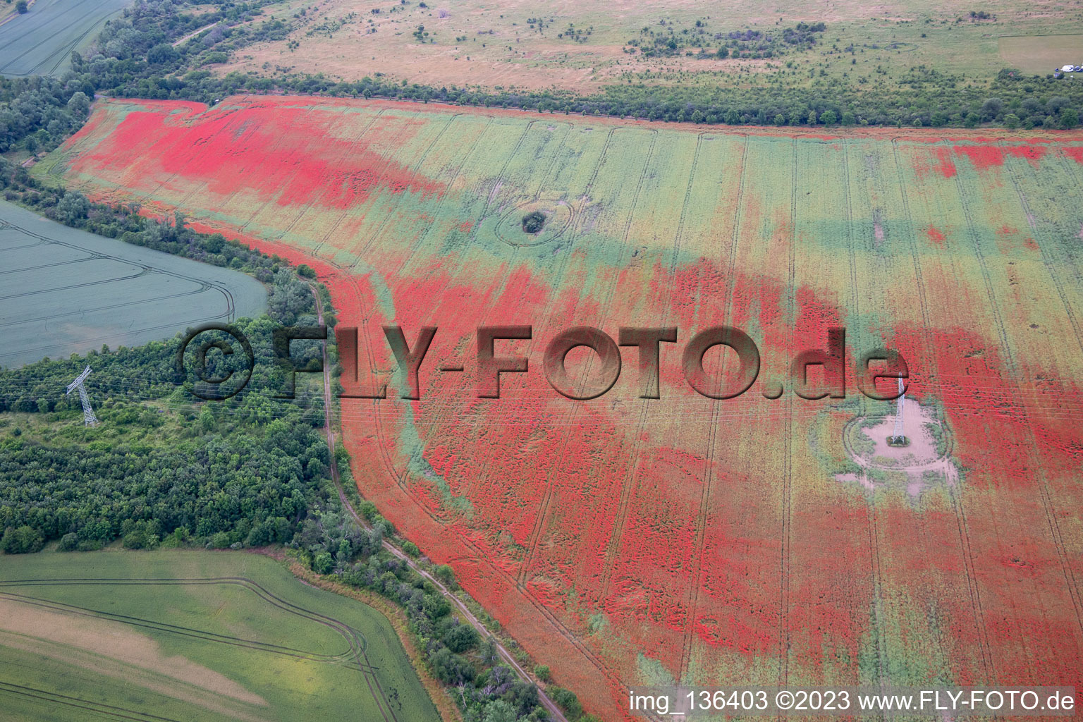 Aerial view of Corn poppies in cornfields in the district Gernrode in Quedlinburg in the state Saxony-Anhalt, Germany