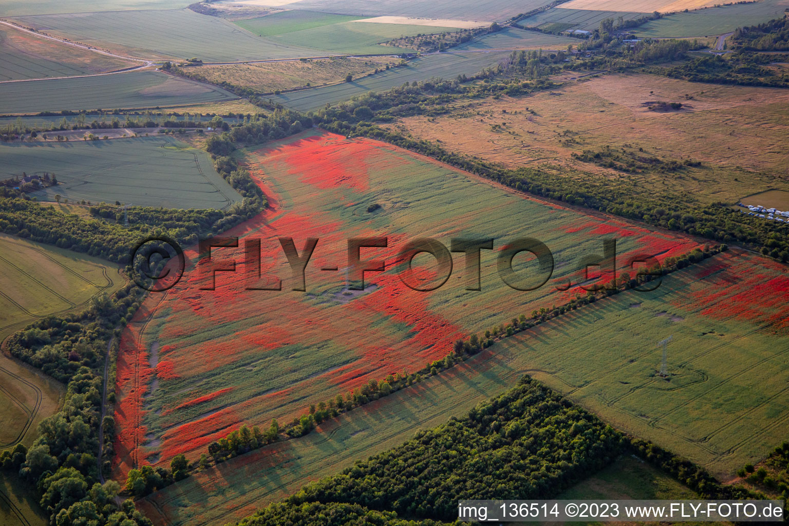 Oblique view of Corn poppies in cornfields in the district Gernrode in Quedlinburg in the state Saxony-Anhalt, Germany