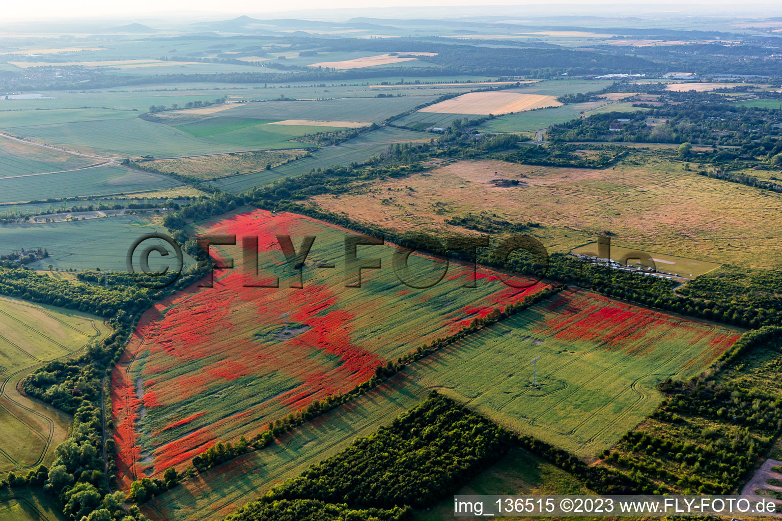 Corn poppies in cornfields in the district Gernrode in Quedlinburg in the state Saxony-Anhalt, Germany from above