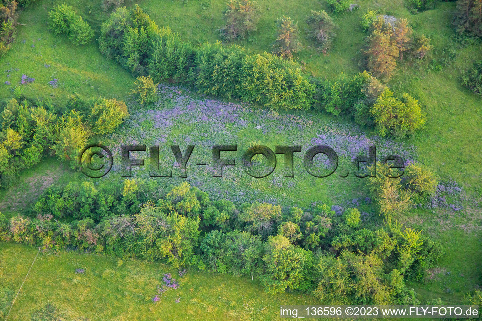 Aerial view of Blooming biotope on the Ziegenberg at Heimburg in the district Heimburg in Blankenburg in the state Saxony-Anhalt, Germany