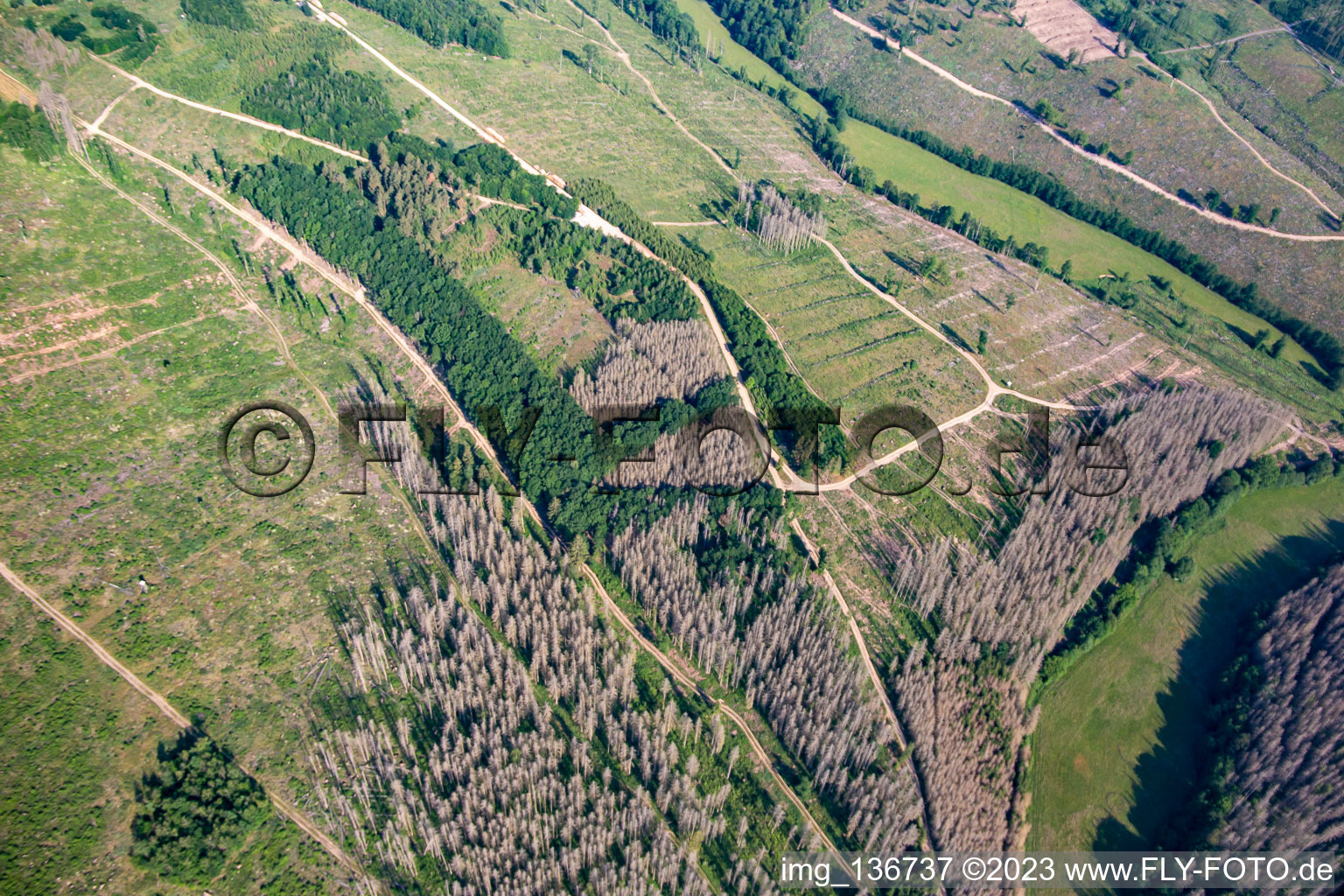 Remains of the bark beetle forest and reforestation in the district Rotha in Sangerhausen in the state Saxony-Anhalt, Germany