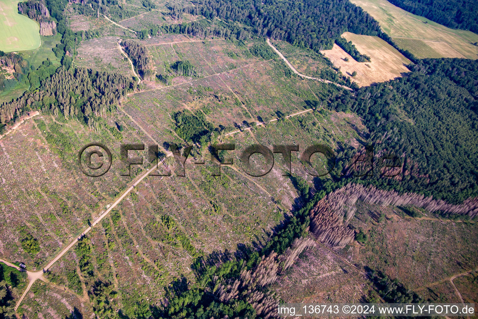 Remains of the bark beetle forest and reforestation in the district Schielo in Harzgerode in the state Saxony-Anhalt, Germany