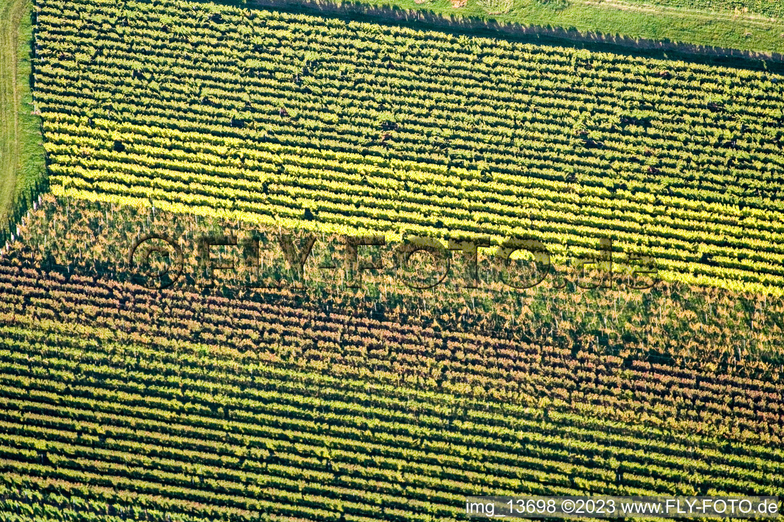 Vine leaves in Eschbach in the state Rhineland-Palatinate, Germany