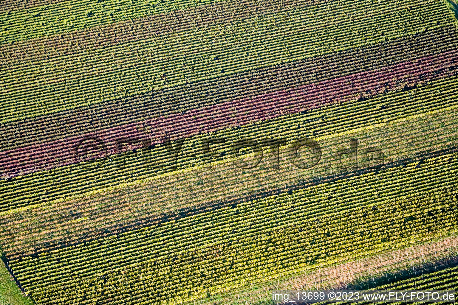 Aerial view of Vine leaves in Eschbach in the state Rhineland-Palatinate, Germany