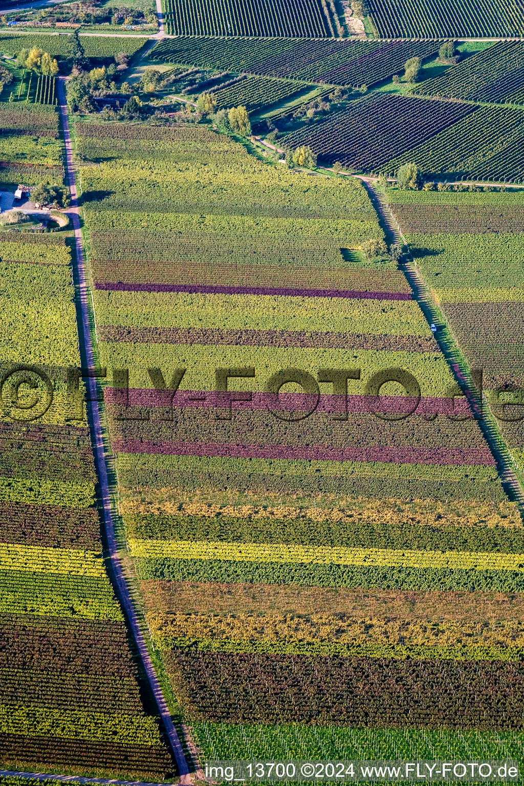 Fields of wine cultivation landscape in autumn colours in Goecklingen in the state Rhineland-Palatinate