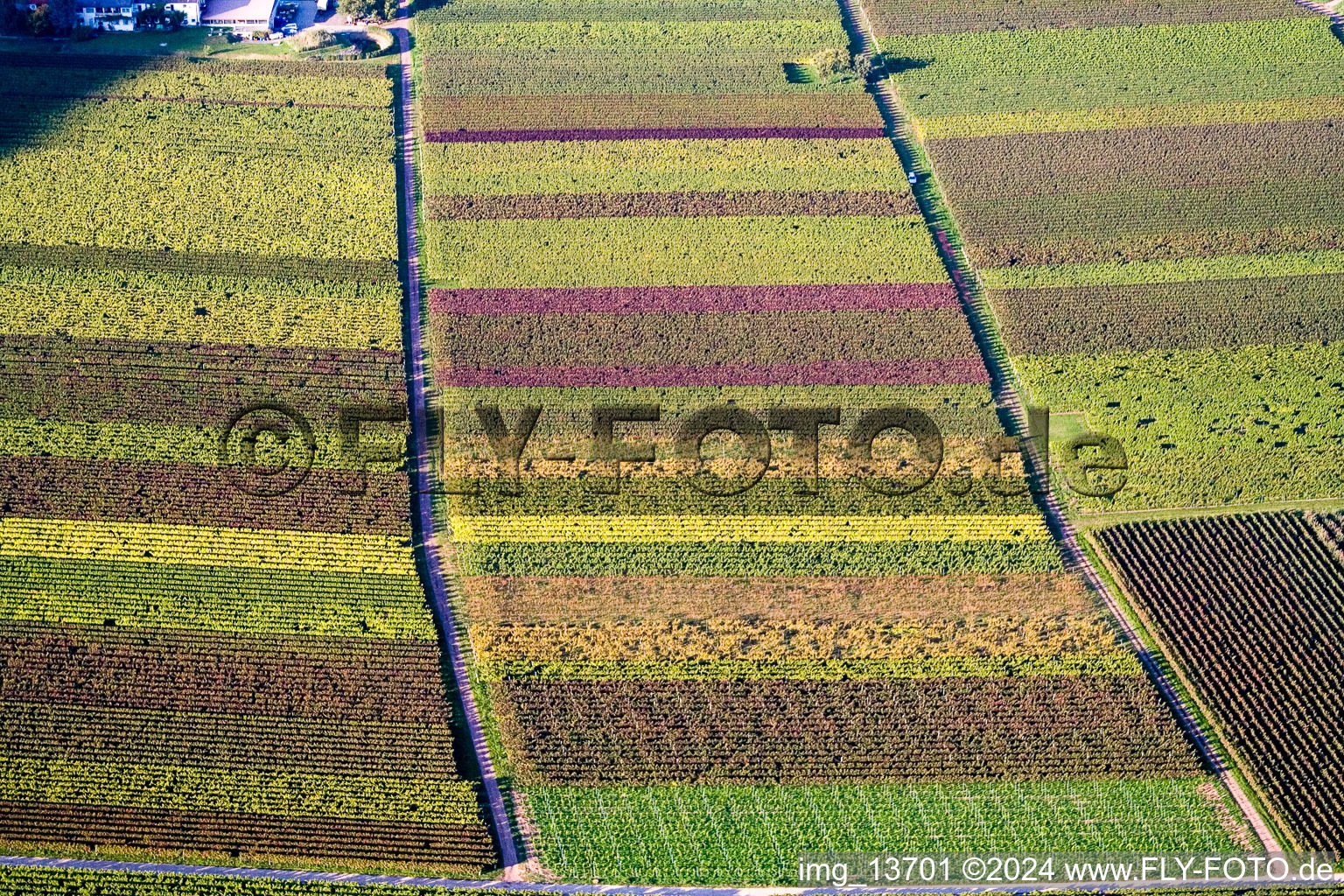 Aerial photograpy of Vine leaves in Eschbach in the state Rhineland-Palatinate, Germany