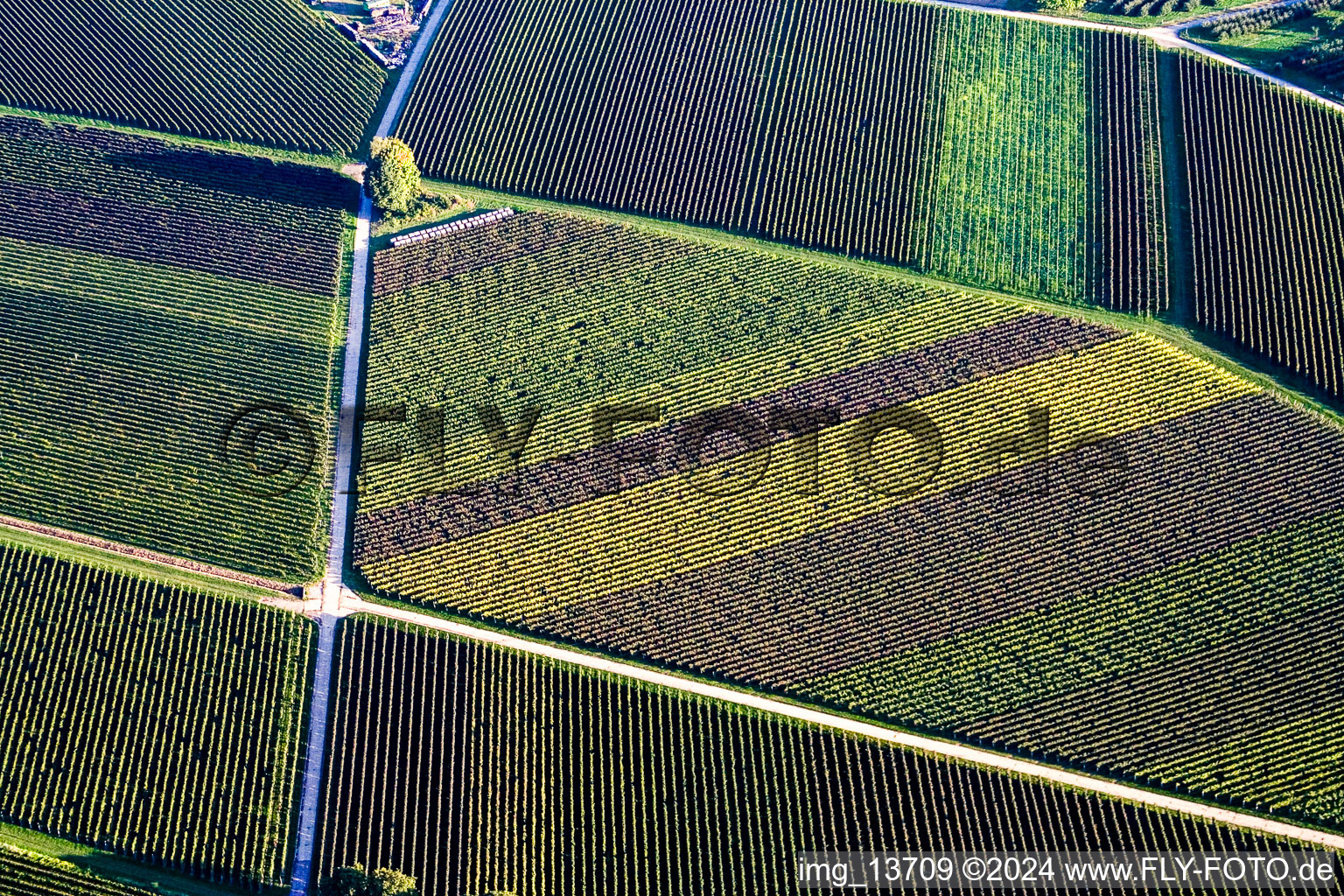 Geometrical structures on wine yards with multi coloured rows of grapes in Goecklingen in the state Rhineland-Palatinate