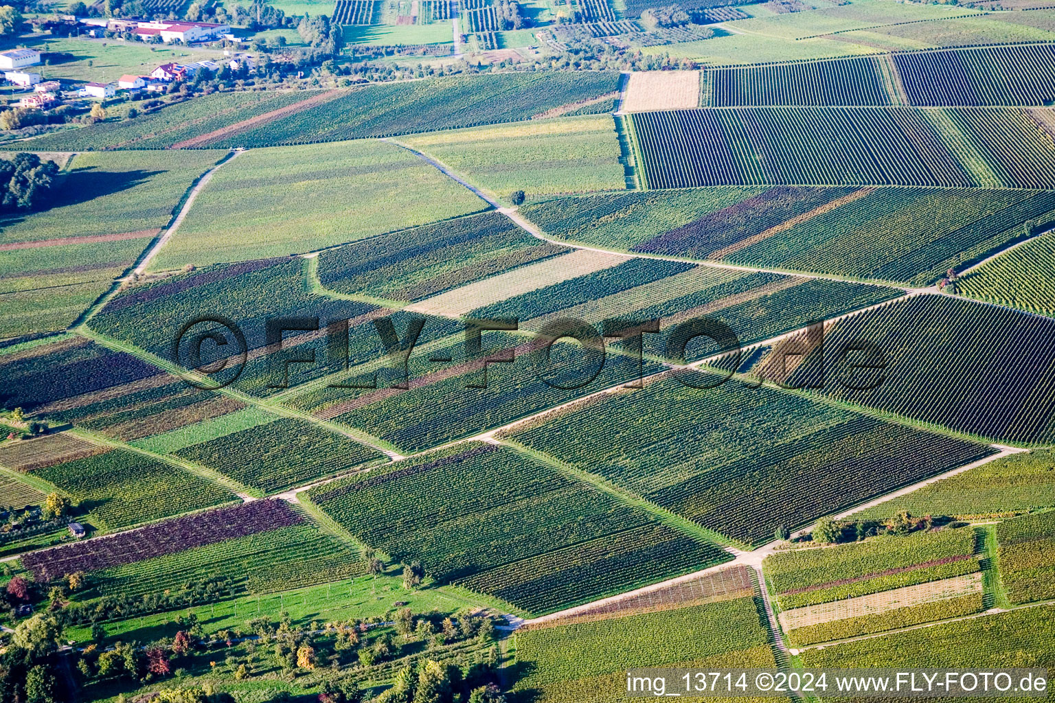 Structures on wine yards with differently coloured wine grapes in Heuchelheim-Klingen in the state Rhineland-Palatinate