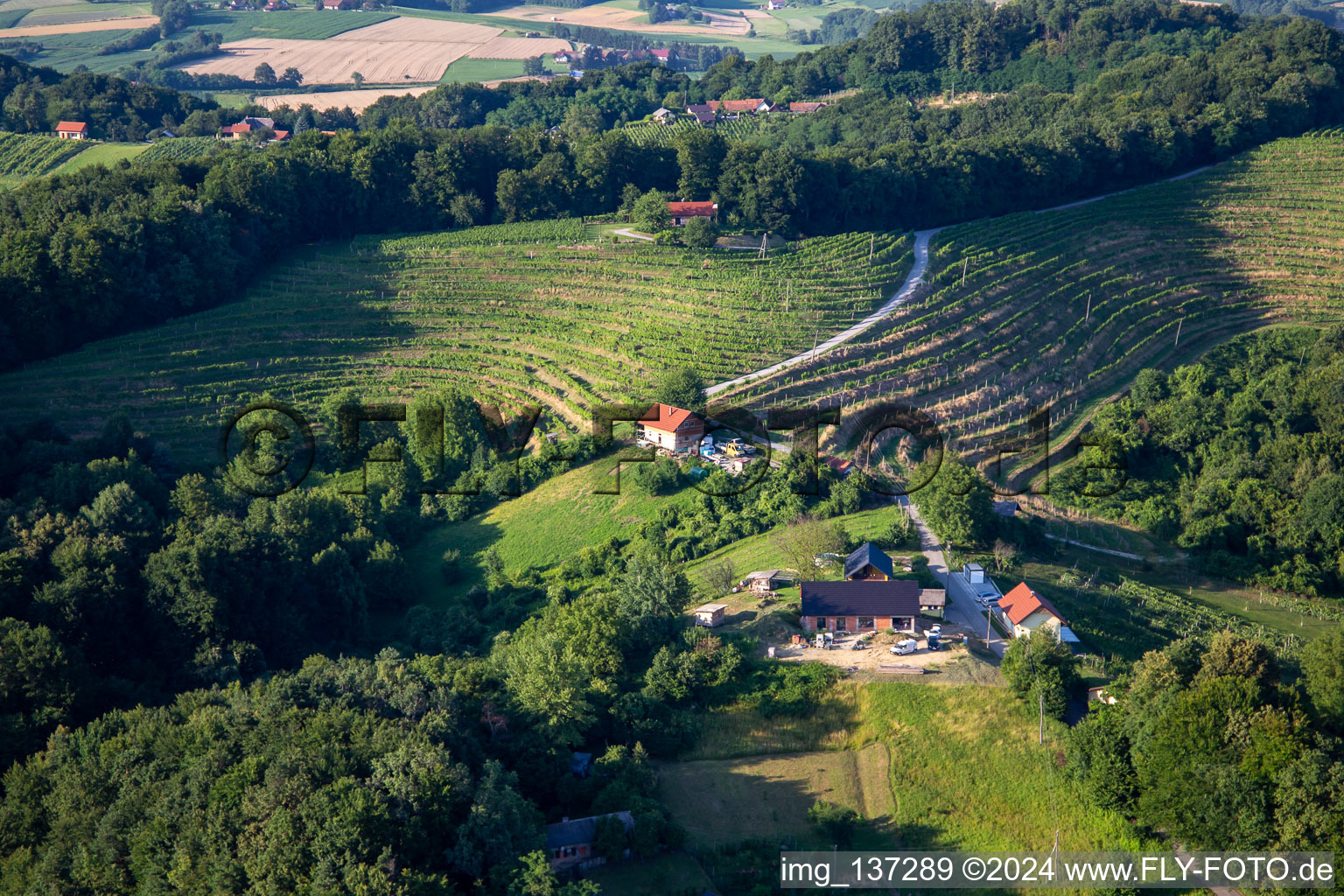 Vineyards in Ormož in the state Slovenia, Slovenia