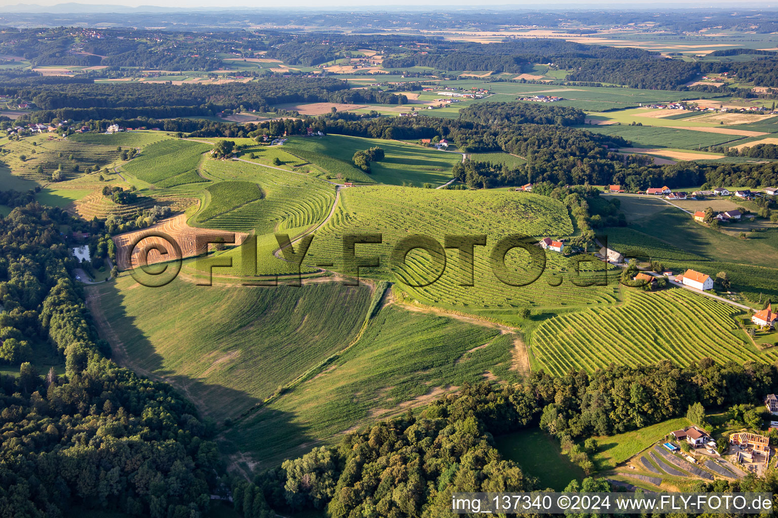 Vineyards at Knezov ribnik in Ptuj in the state Slovenia, Slovenia