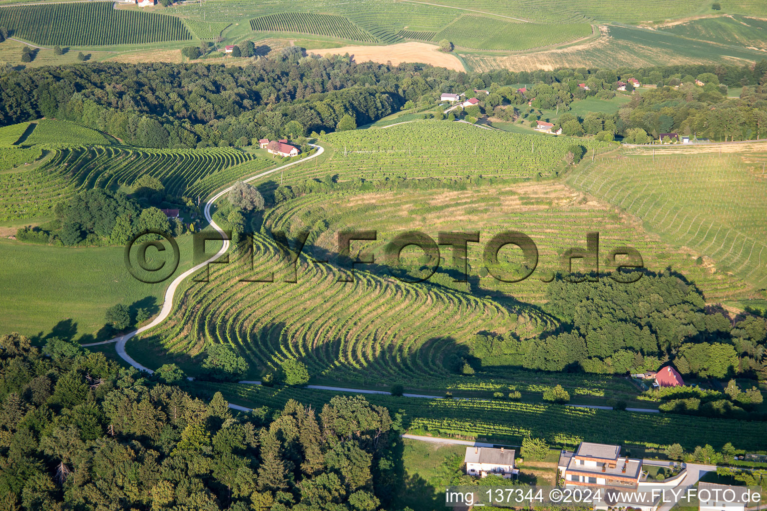 Vineyards at Klopca ljubezni Mestni vrh nad Ptujem in Ptuj in the state Slovenia, Slovenia