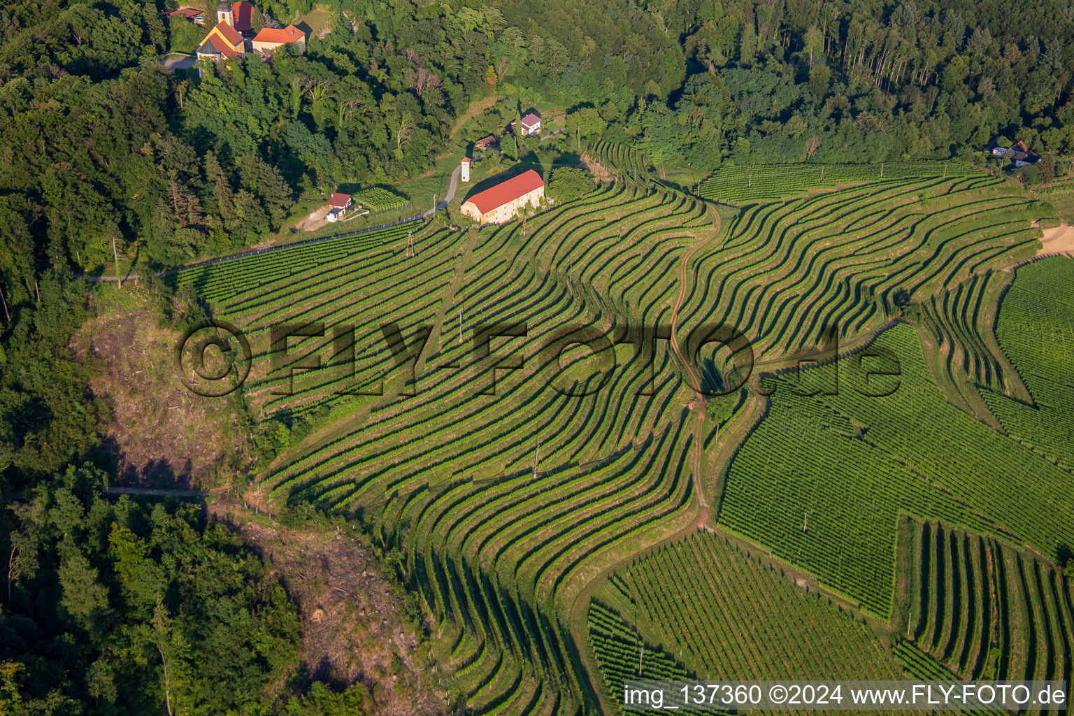 Oblique view of Church of Župnijska cerkev sv. Marije Vnebovzete and Café Huda Liza above the Vurberg vineyards in Duplek in the state Slovenia, Slovenia