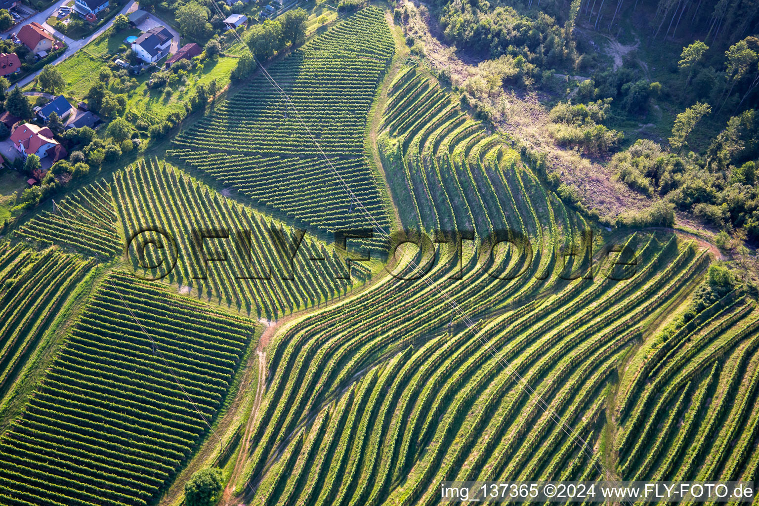 Pattern of vine rows of vineyards at Vurberg in Duplek in the state Slovenia, Slovenia