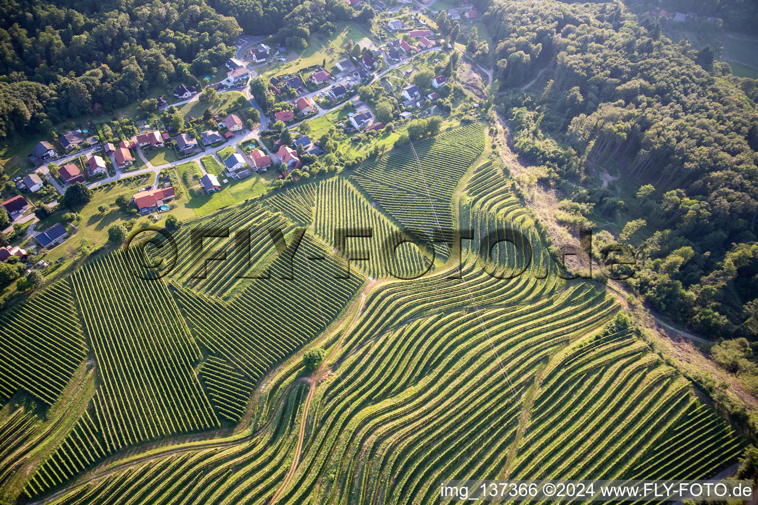 Aerial view of Pattern of vine rows of vineyards at Vurberg in Duplek in the state Slovenia, Slovenia