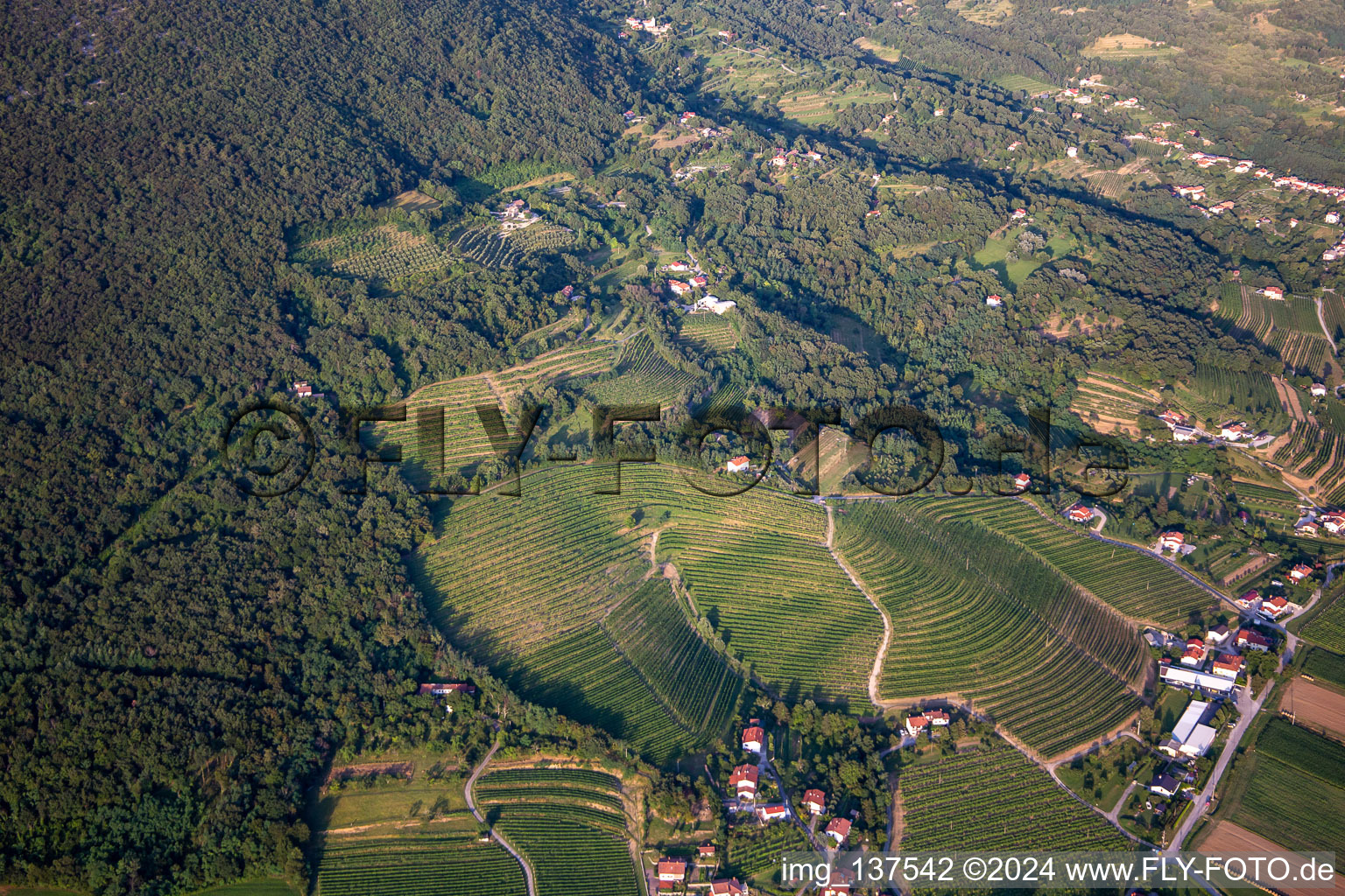 Vineyards in the district Kromberk in Nova Gorica in the state Slovenia, Slovenia