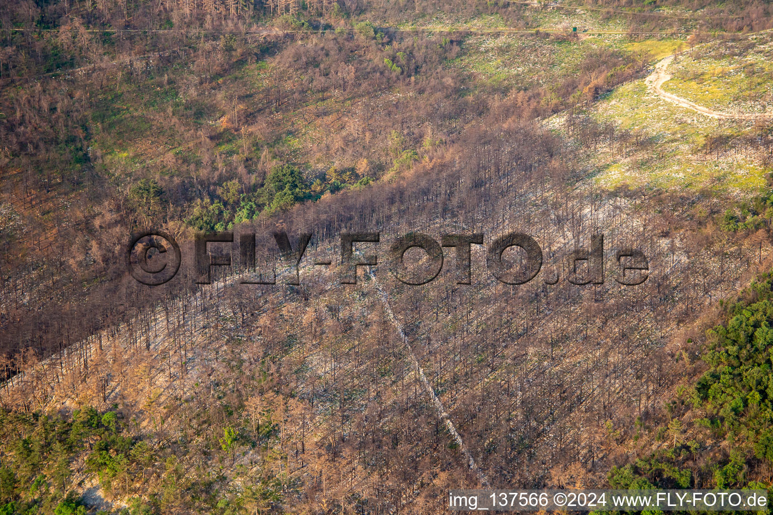 After the forest fire in Miren-Kostanjevica in the state Slovenia, Slovenia