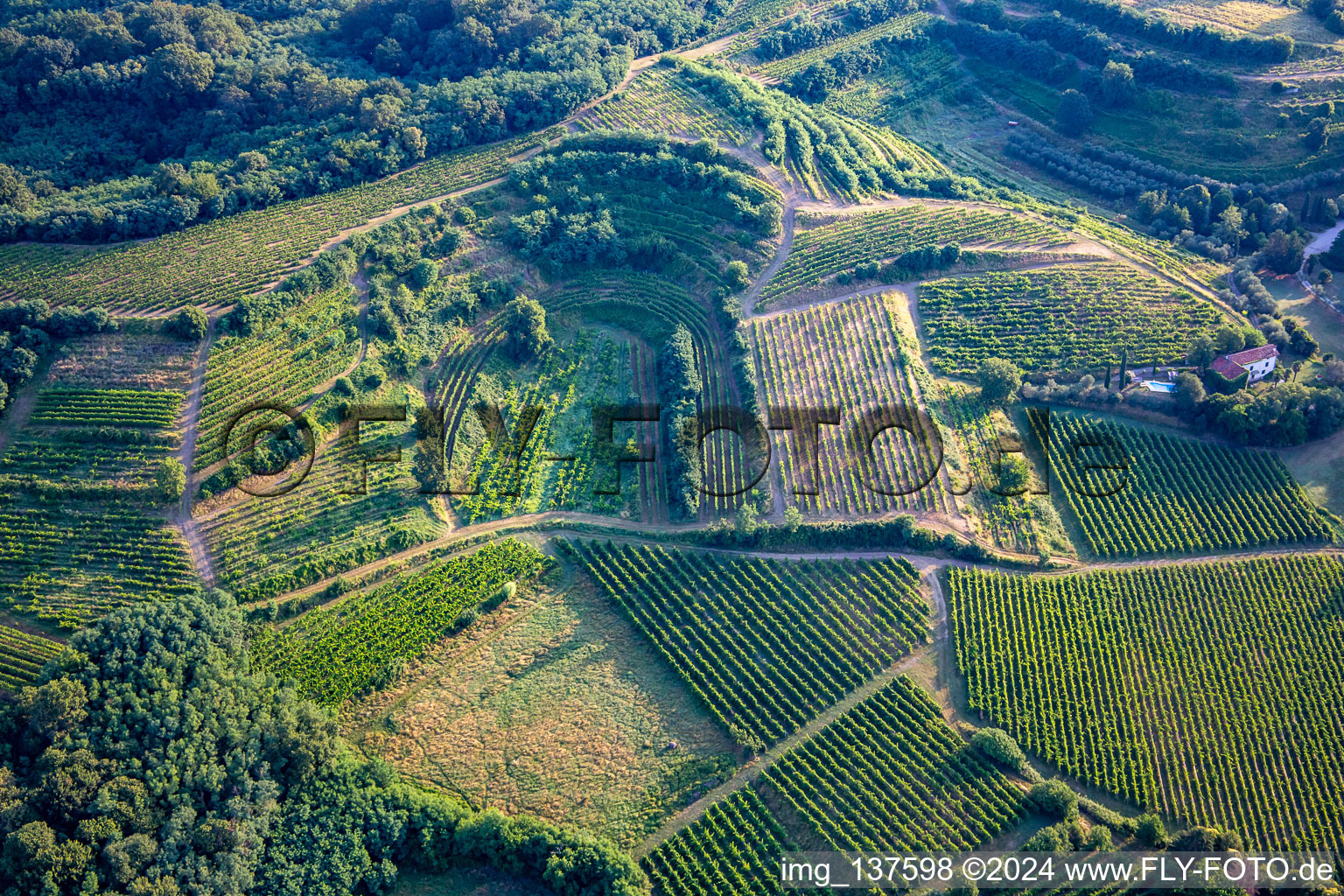 Vineyards in Mossa in the state Gorizia, Italy