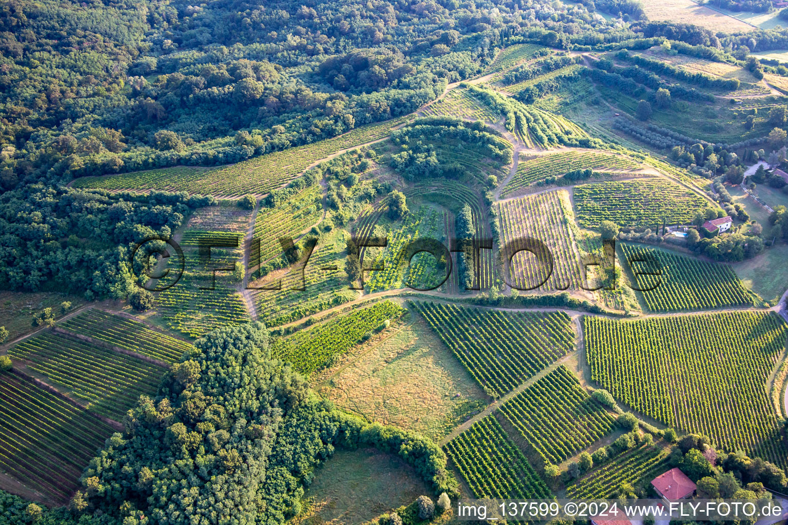 Aerial view of Vineyards in Mossa in the state Gorizia, Italy