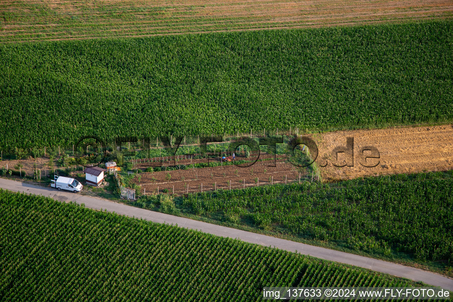 Vegetable garden in the district Schönpaß in Nova Gorica in the state Slovenia, Slovenia