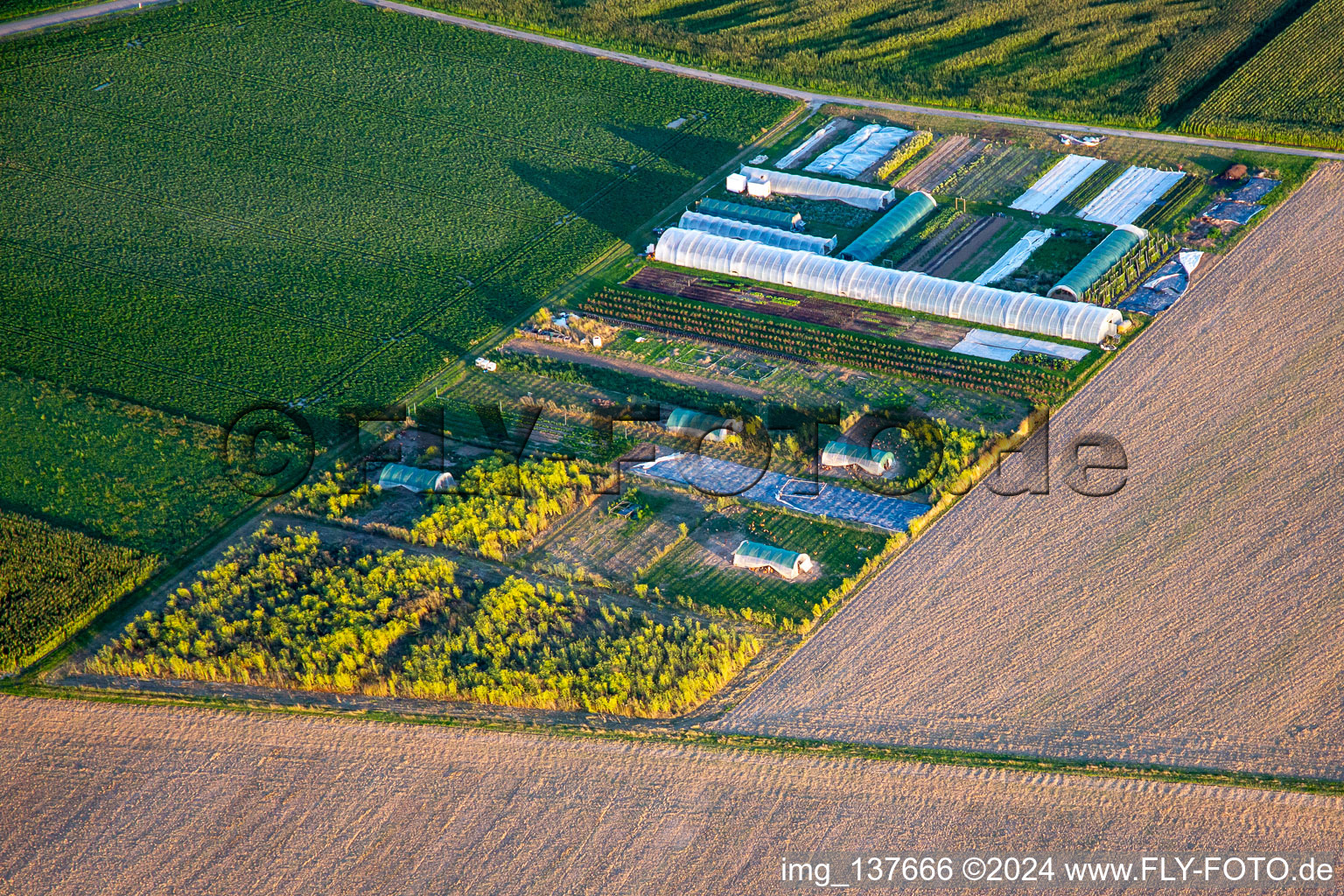 Sprouts and more in Steinweiler in the state Rhineland-Palatinate, Germany