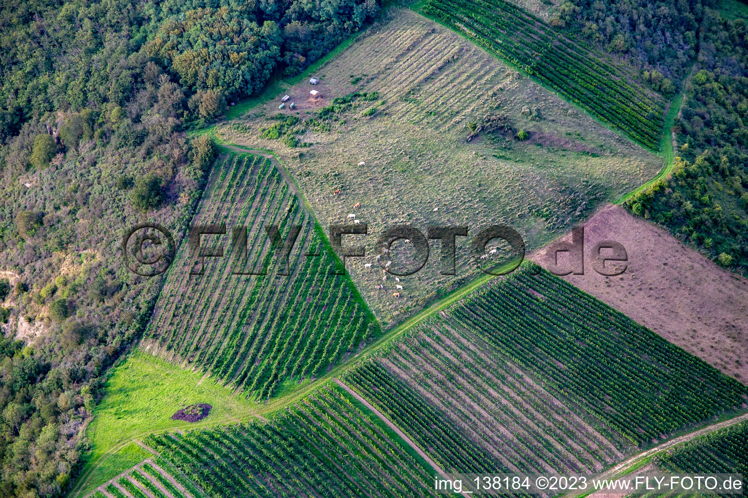 Aerial view of Glan cattle between vines on the Booser Au in Staudernheim in the state Rhineland-Palatinate, Germany