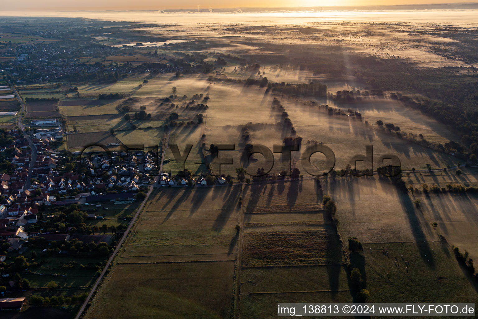 Cattle line in the morning mist in Schweighofen in the state Rhineland-Palatinate, Germany