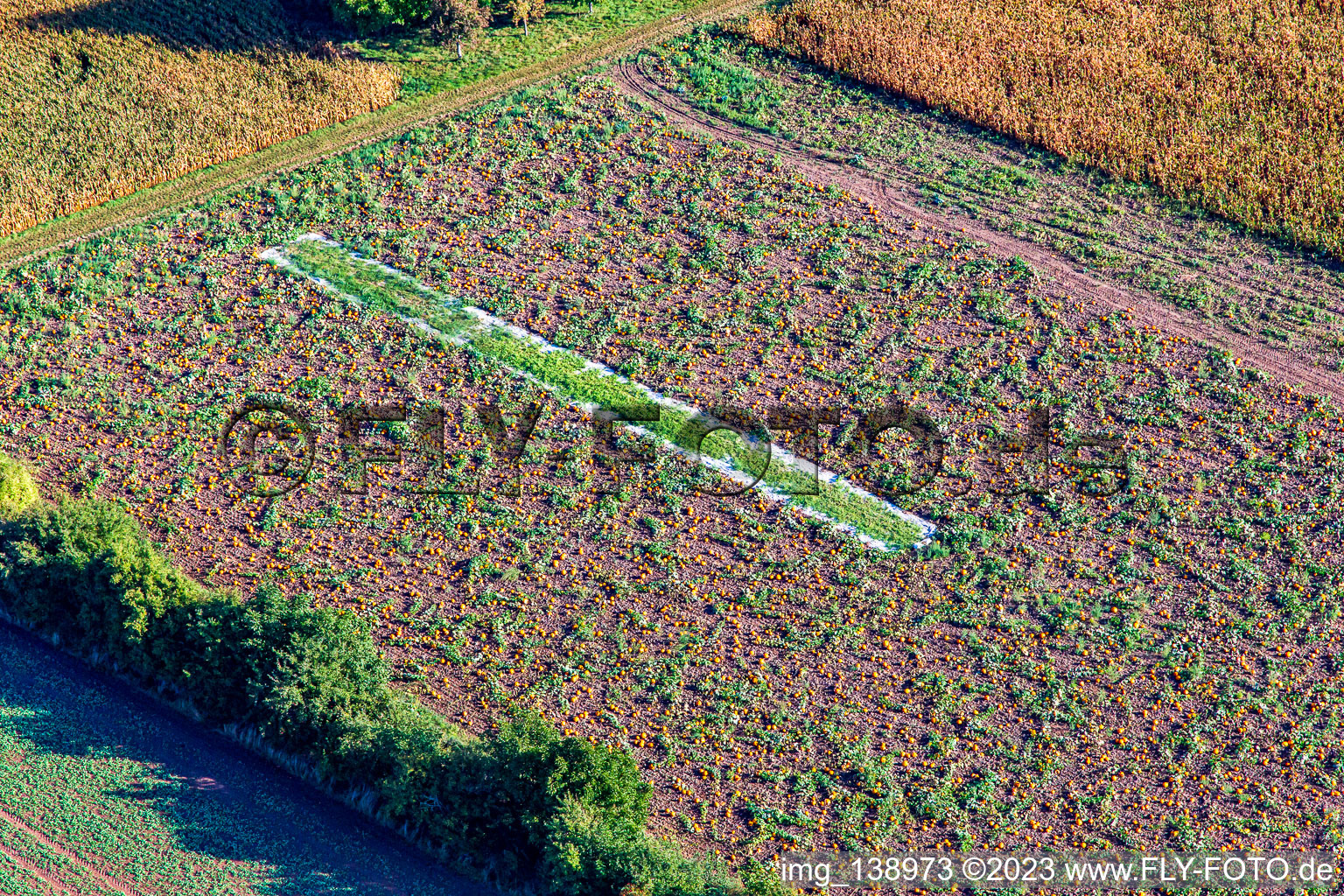 Pumpkin patch in Kapsweyer in the state Rhineland-Palatinate, Germany