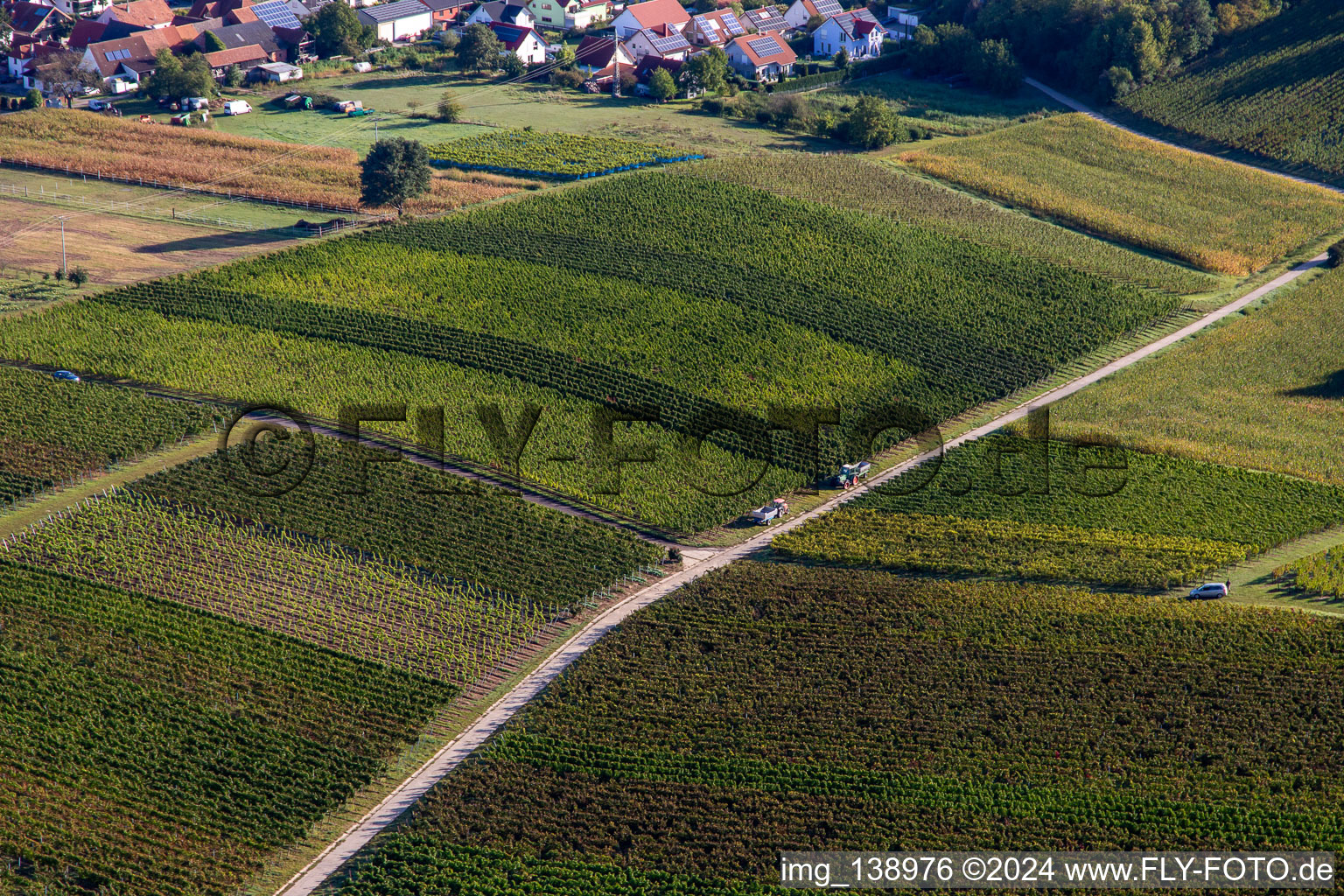 Beginning of the grape harvest in Hergersweiler in the state Rhineland-Palatinate, Germany