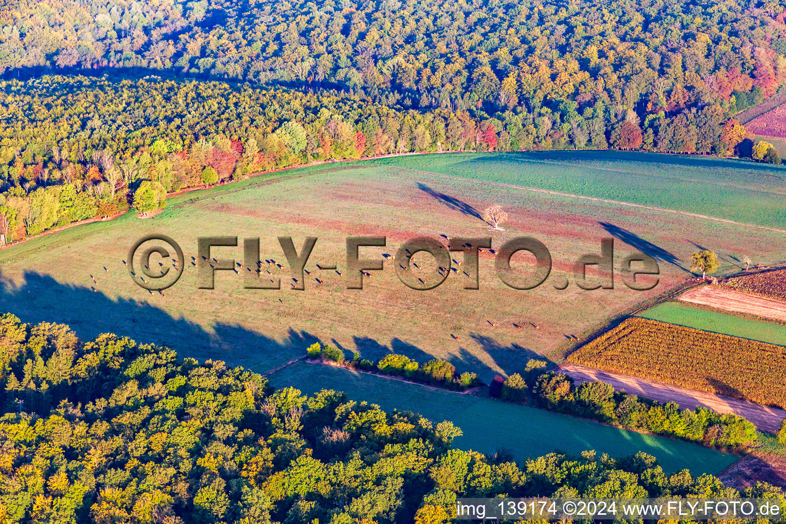 Cow pasture with tree at the edge of the forest in autumn in Reichshoffen in the state Bas-Rhin, France